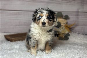 Evie - puppy for sale