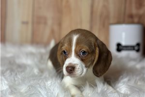Chloe - Beagle for sale