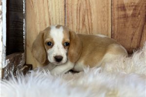 Ainsley - Beagle for sale