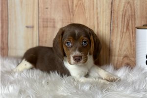 Teddy - Beagle for sale