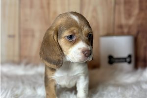Heidi - Beagle for sale