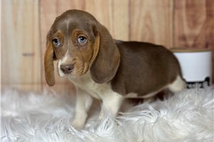 Teddy - Beagle for sale