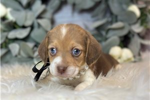 Heidi - Beagle for sale