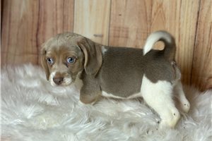 Maverick - Beagle for sale