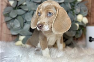 Maverick - Beagle for sale