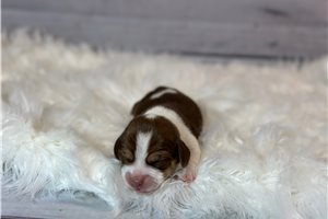 Chloe - Beagle for sale