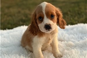 Clover - Beaglier for sale