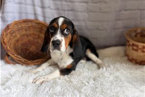 Zeke - Beaglier for sale