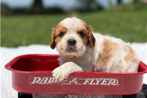 Boone - Beaglier for sale