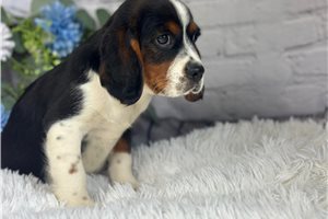Zeke - Beaglier for sale