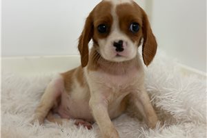 Ridge, a Beaglier placed with a Pawrade family