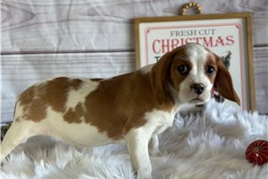 Clementine - Beaglier for sale