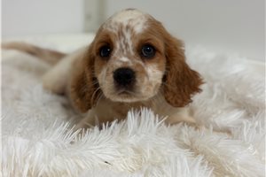 Flint - Beaglier for sale
