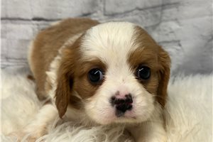 Clyde - Beaglier for sale