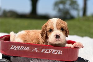 Clover - Beaglier for sale