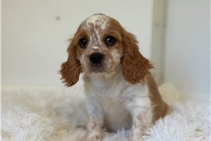 Flint, a Beaglier placed with a Pawrade family