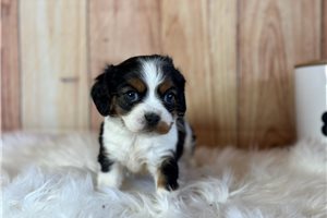 Cassie - puppy for sale