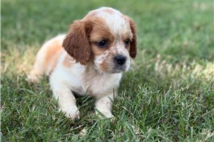 Boone - Beaglier for sale