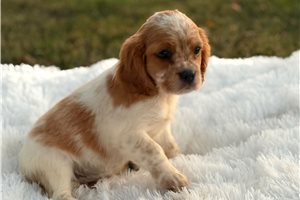 Boone, a Beaglier placed with a Pawrade family