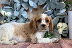 Jacey - puppy for sale