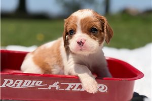 Ridge - Beaglier for sale
