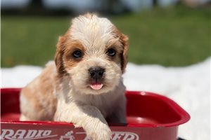 Flint - Beaglier for sale