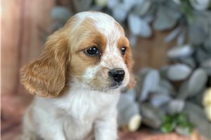 Jacky - puppy for sale