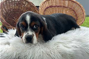 Zeke - Beaglier for sale