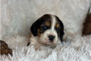 Willie - puppy for sale