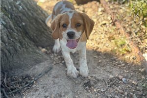 Luna - Beaglier for sale