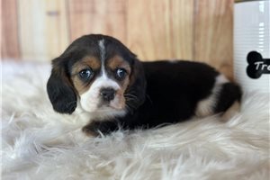 Tommy - Beaglier for sale