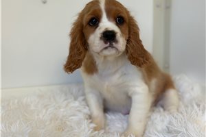 Clover, a Beaglier placed with a Pawrade family