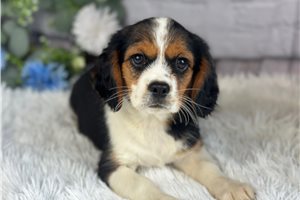 Zara - Beaglier for sale