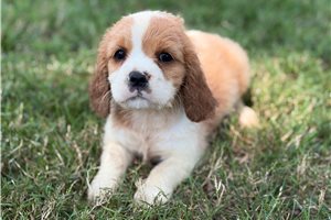 Clover - Beaglier for sale