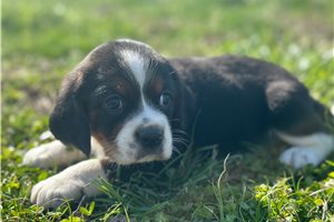 Zeke - Beaglier for sale