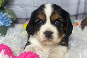 Zara - puppy for sale