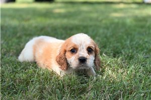 Flint - Beaglier for sale