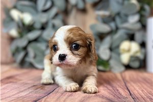 Benedict - Cavalier King Charles Spaniel for sale