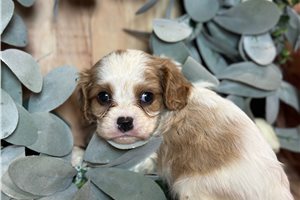 Anthony - Cavalier King Charles Spaniel for sale