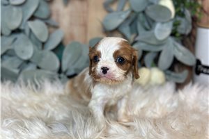 Benedict - Cavalier King Charles Spaniel for sale