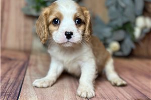 Gregory - Cavalier King Charles Spaniel for sale