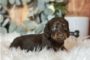 Cory - puppy for sale