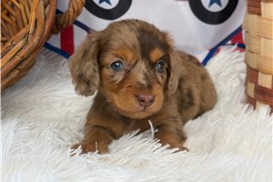 Ivory - Dachshund, Mini for sale
