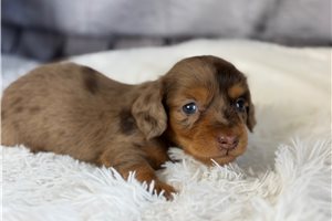 Ivory - Dachshund, Mini for sale