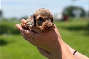 Navy - Dachshund, Mini for sale