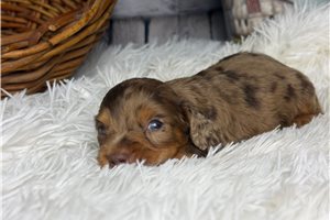 Austin - Dachshund, Mini for sale