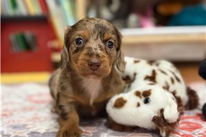 Memphis - puppy for sale