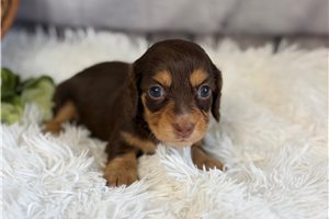 Liberty - Dachshund, Mini for sale