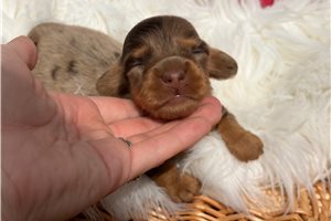 Ruby - puppy for sale