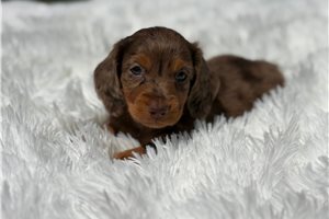 Dallas - puppy for sale